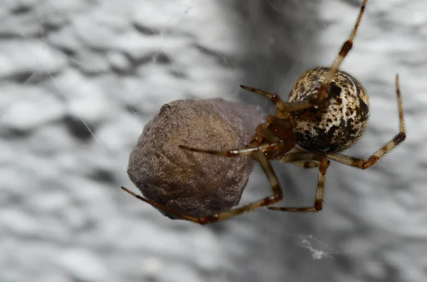 Pequeña Araña Con Capullo Una Pared —  Fotos de Stock