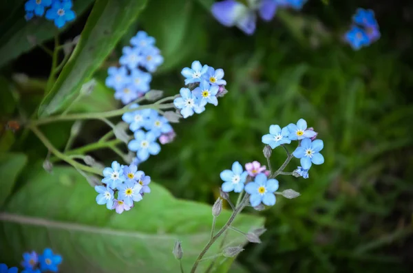 Förgätmigej Blommor Och Gräs Bakgrund Vårblommor — Stockfoto