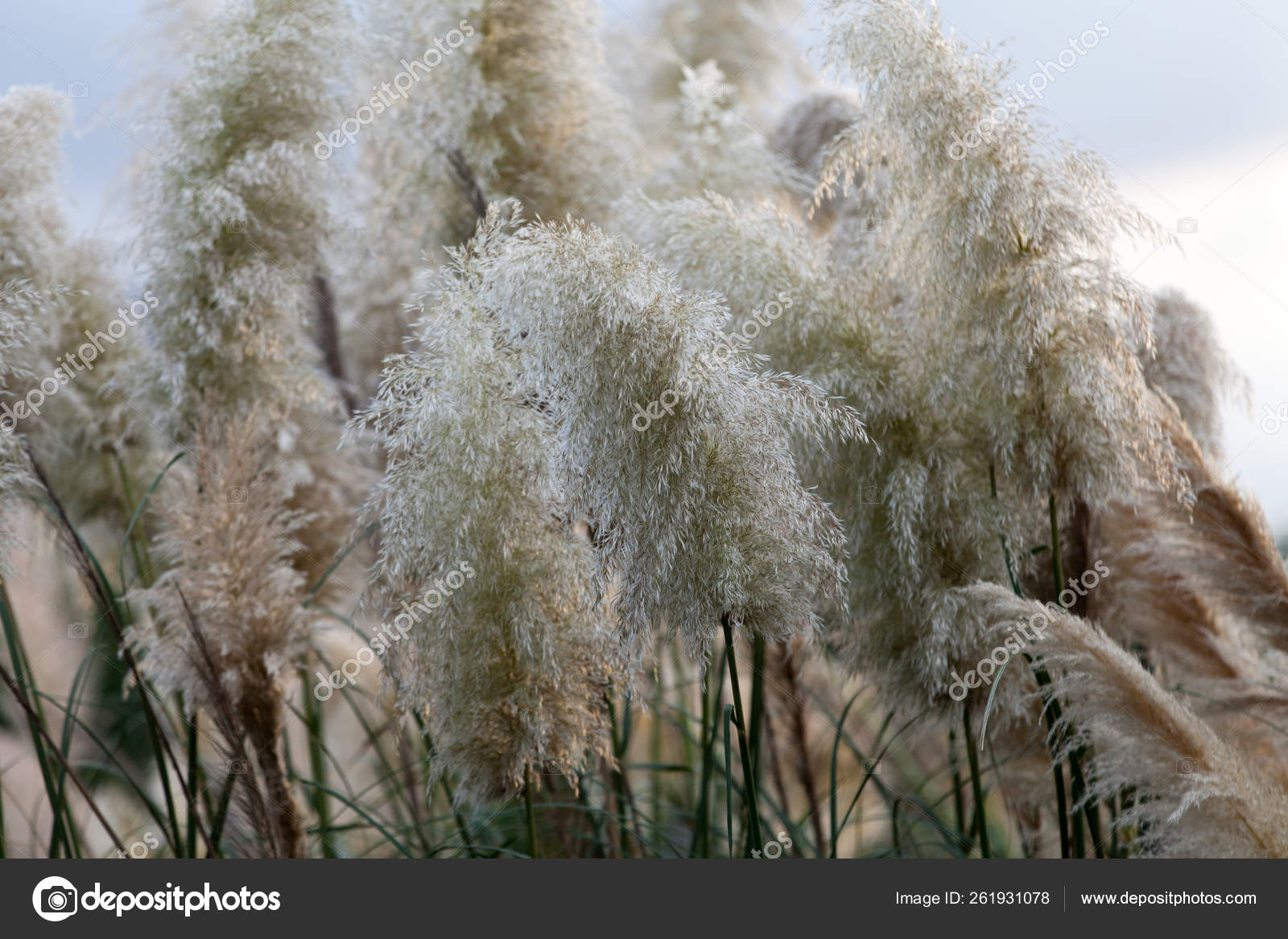 Pampas Grass Poisonous To Dogs atelieryuwa.ciao.jp