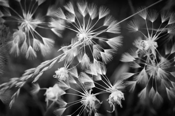 Ein Nahaufnahme Schwarz Weiß Foto Von Pusteblume — Stockfoto