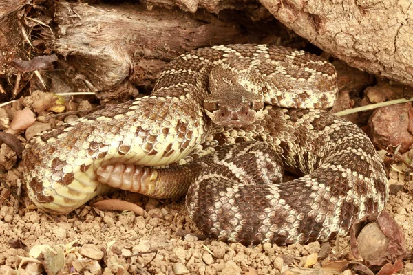 Rattlesnake Pacífico Sul Crotalus Viridis Helleri — Fotografia de Stock