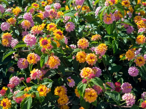 Lantana Camara Arbusto Marbella Spagna — Foto Stock