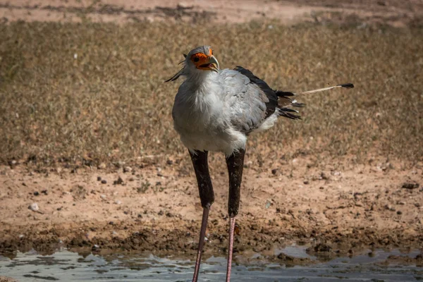 秘書の鳥立って足を運んだり Kgalagadi 国境公園 南アフリカ共和国 — ストック写真