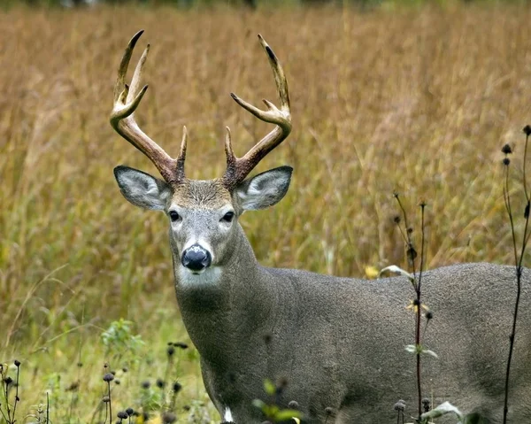 Whitetail Szarvas Bak Állva Mezőben — Stock Fotó