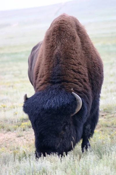 The American Bison (Bison bison), often called buffalo, once roamed the American West in huge herds and provided ample food for Native Americans.