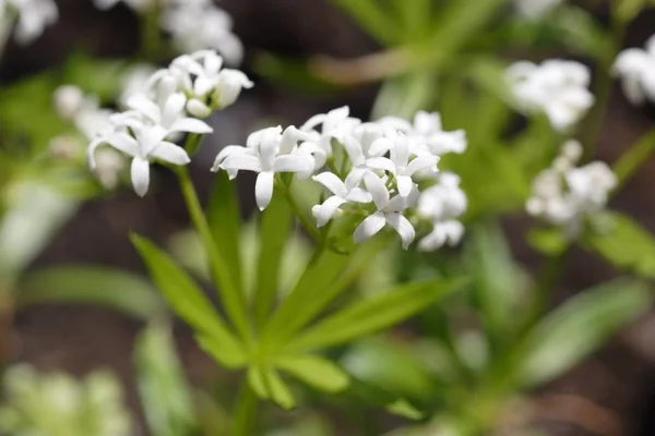 Woodruff Çiçekleri Yakın Bir Bahçede Vuruldu — Stok fotoğraf