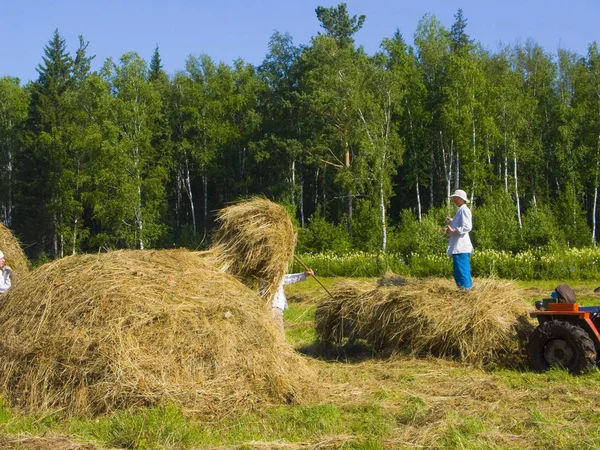 Immagine Preparazione Contadini Fieno Siberia — Foto Stock