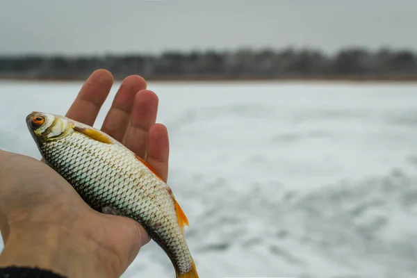 Pescado Fresco Crudo Pesca Naturaleza Lago Invierno Pesca — Foto de Stock