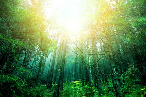 Soleil Éclatant Dans Forêt Verte Nature Image Conceptuelle — Photo