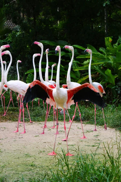 Roze Flamingo Phoenicopterus Ruber Ruber — Stockfoto