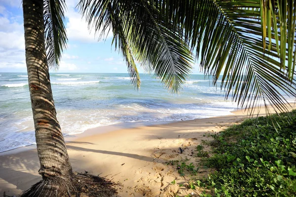 Praia Forte Salvador Bahia Brasil — Foto de Stock