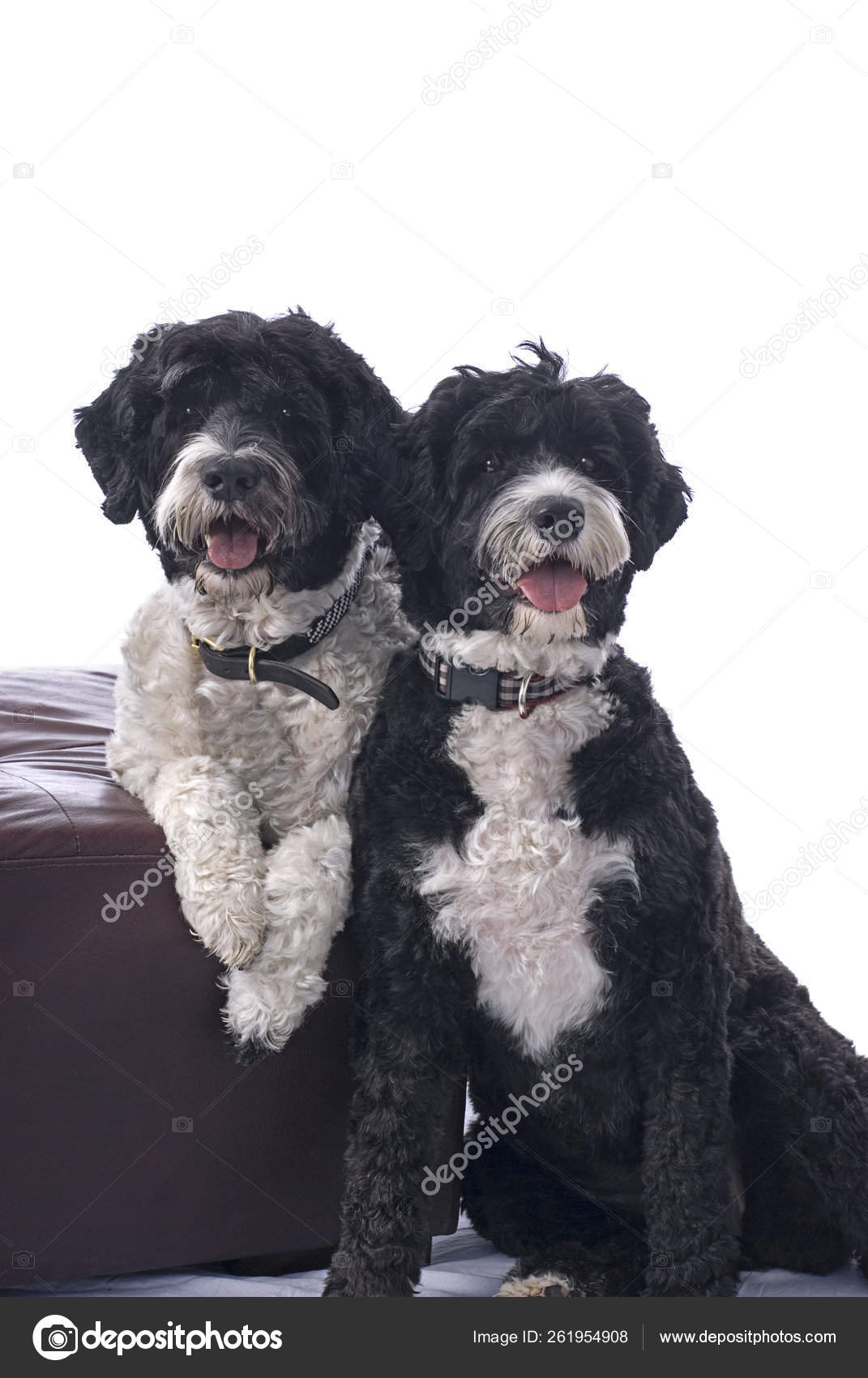 Studio Shot Two Black White Portuguese Water Dogs White Background Stock Photo C Yayimages 261954908