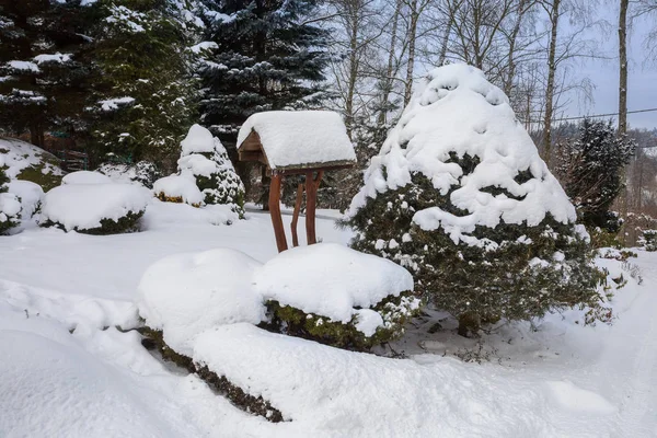 Beautiful Evergreen Winter Garden Conifers Covered Fresh Snow — Stock Photo, Image
