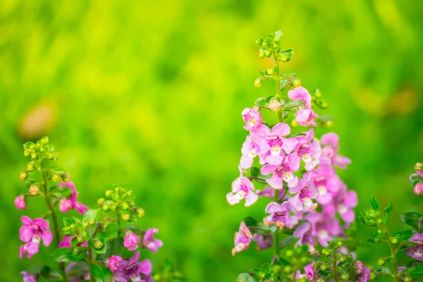 Imagen Fondo Las Flores Colores Naturaleza Fondo — Foto de Stock