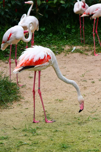 Φλαμίνγκο Phoenicopterus Ruber Ruber — Φωτογραφία Αρχείου