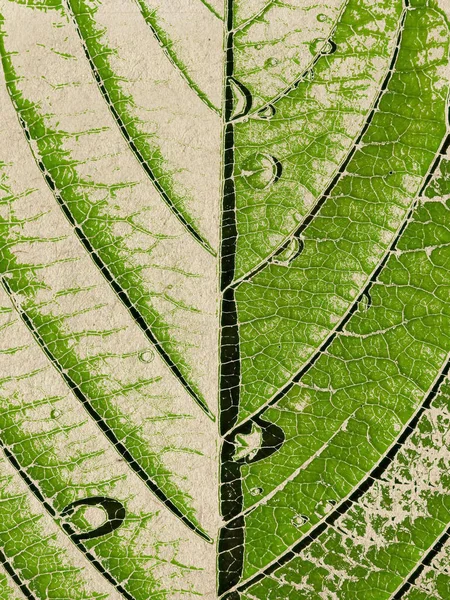Green Leaf Grunge Background — Stock Photo, Image