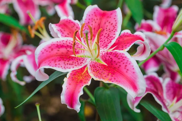 Primo Piano Del Bellissimo Giglio Rosa Giardino — Foto Stock