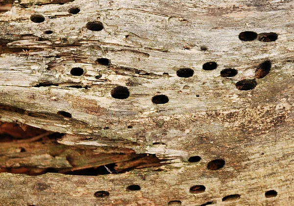 木食い虫によって破損している古い甘やかされて育った木の質感 — ストック写真