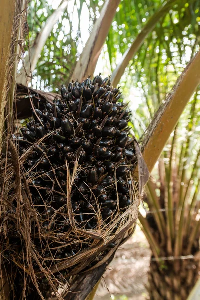 Oil Palm Fruits in the Palm tree.