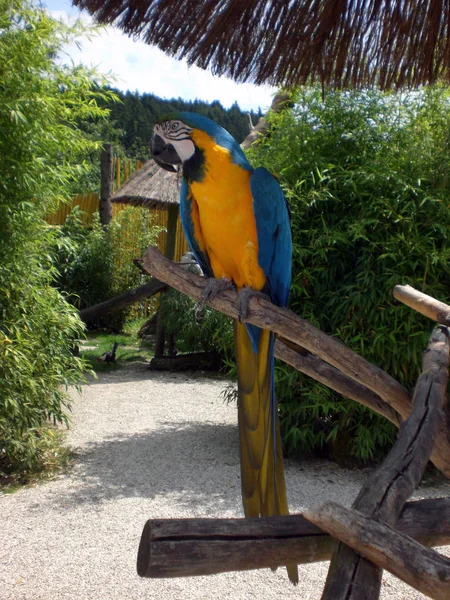 Uccello Pappagallo Nella Fauna Selvatica — Foto Stock