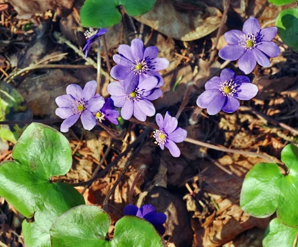 Primeiras Flores Primavera Hepatica Nobilis — Fotografia de Stock
