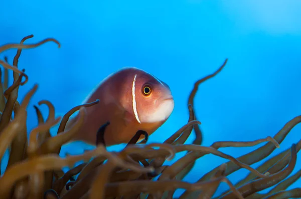 Small Orange Fish Swiming Anenome — Stock Photo, Image