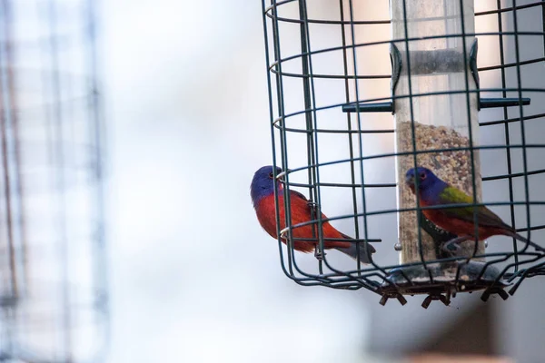 Bright Male Painted Bunting Bird Passerina Ciris Forages Food Bushes — Stock Photo, Image