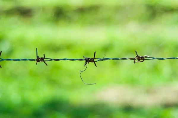 Viejo Alambre Púas Sobre Fondo Verde Jardín — Foto de Stock