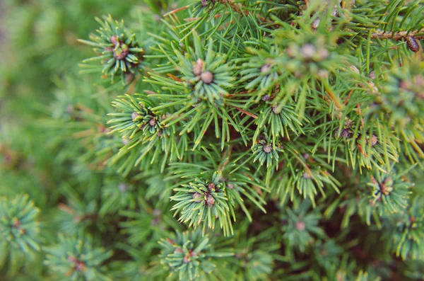Canadian Spruce Conic Beautiful Green Tree Close — Stock Photo, Image