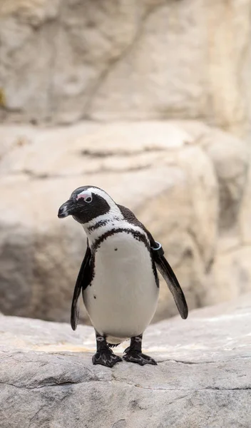 Pinguim Africano Spheniscus Demersus Uma Ave Ameaçada Extinção Encontrada África — Fotografia de Stock