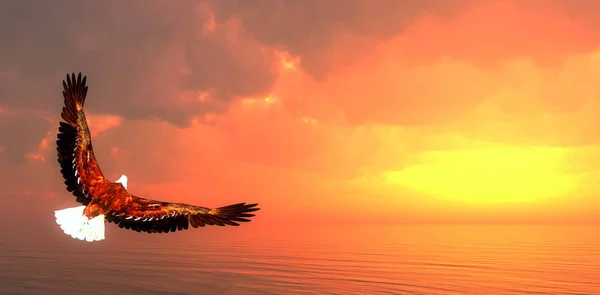 Eagle Flying Ocean Sunset Render — Stock Photo, Image