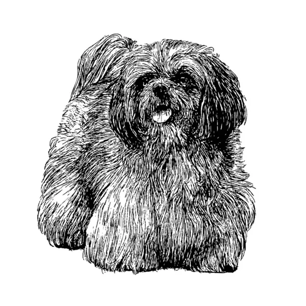 Shih Tzu Ręka Wektor Ilustracja Grafika Wektorowa