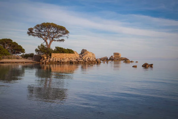 Drzewa Skały Plaży Palombaggia Najsłynniejszej Plaży Korsyce — Zdjęcie stockowe