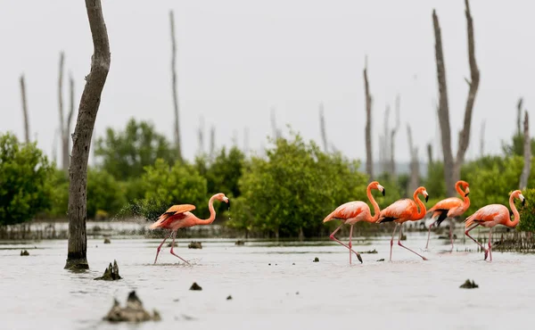 Flamenco Rosa Del Caribe Phoenicopterus Ruber Ruber Ruber Agua Flamenco — Foto de Stock