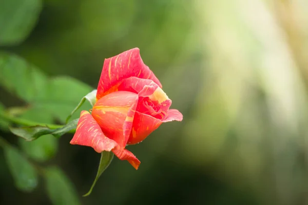 Roses Garden Roses Beautiful Beautiful Sunny Day — Stock Photo, Image