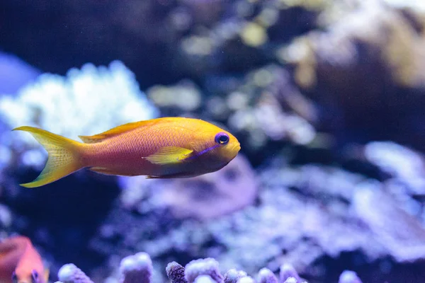 Yellow Lyretail Anthias Fish Known Pseudanthias Squamipinnis Coral Reef — Stock Photo, Image