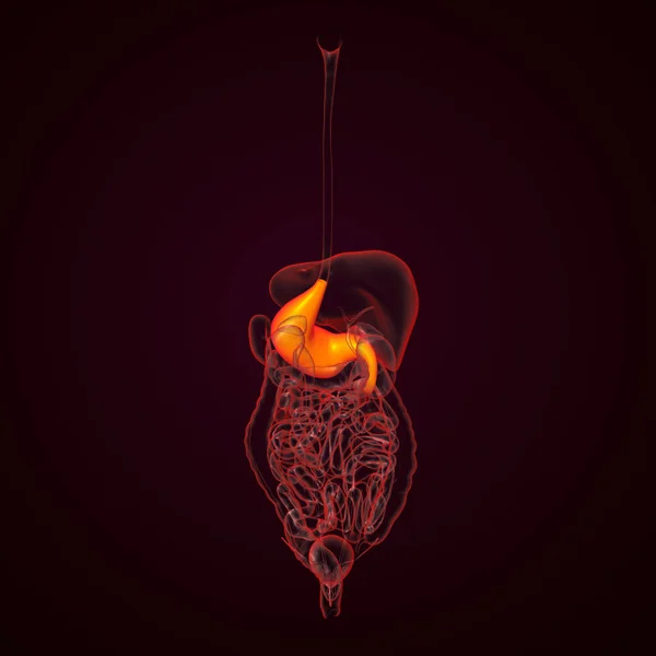Estómago Del Sistema Digestivo Humano Vista Posterior — Foto de Stock