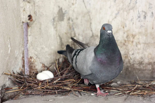 Pigeon guards his children in a nest of branches. Photo for your design