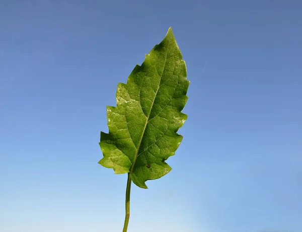 Beskåda Kupa Växten — Stockfoto