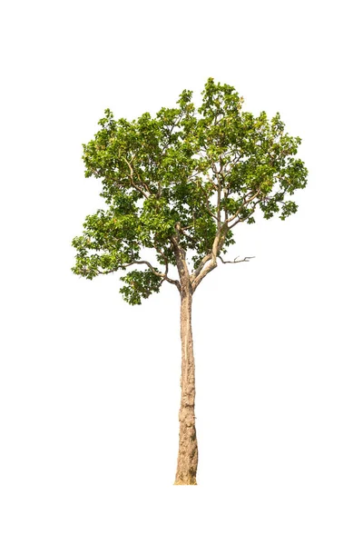Drzewo Białym Tle Drzewo Obiektu — Zdjęcie stockowe