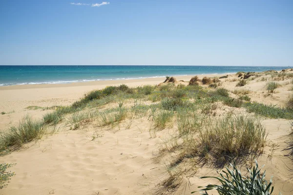 Přírodní Duny Pláži Santa Pola Costa Blanca Španělsko — Stock fotografie