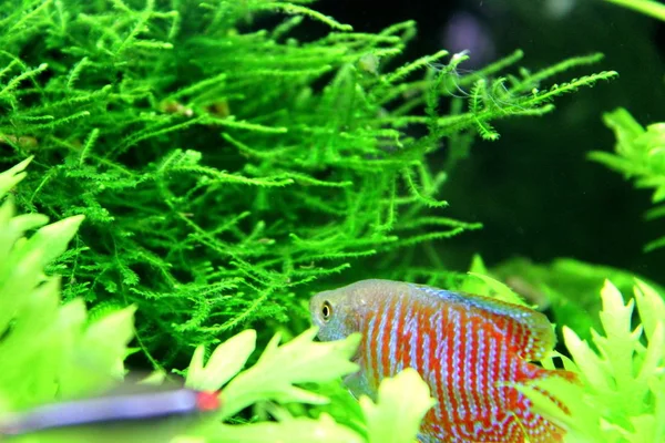 Akvaryumda Yüzen Cüce Gourami — Stok fotoğraf