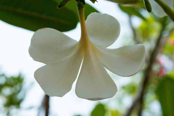 Beyaz Frangipani Tropikal Çiçeği Ağaçta Açan Plumeria Çiçeği Spa Çiçeği — Stok fotoğraf