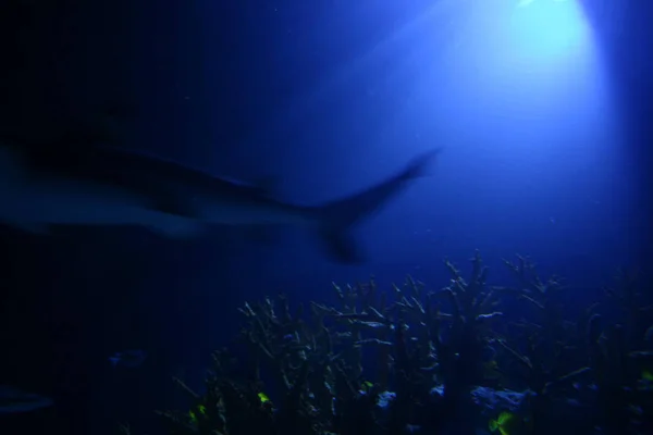 水面を照らす光を持つサメ — ストック写真