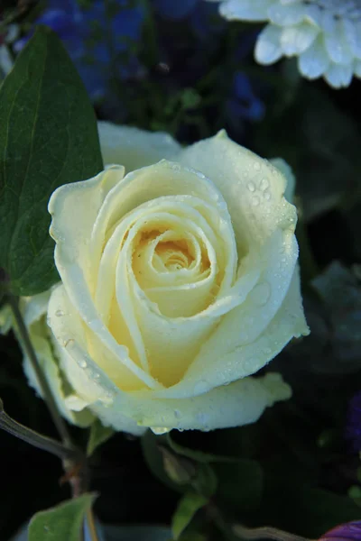 Rosas Blancas Ramo Nupcial — Foto de Stock