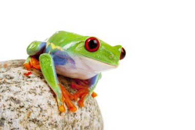 green red-eyed frog clipart