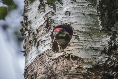 Photo was shot in a forest on Red's rock mountain in Halden, Norway and showing a great spotted woodpecker, Dendrocopos major chick that are waiting to fly out of the nest. clipart