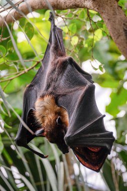 FUENGIROLA, ANDALUCIA/SPAIN - JULY 4 : Flying Fox Bat (Pteropus) at the Bioparc in Fuengirola Costa del Sol Spain on July 4, 2017 clipart