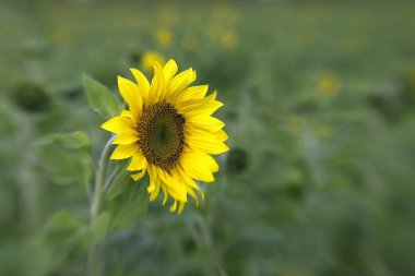 sunflower on the beautiful background clipart