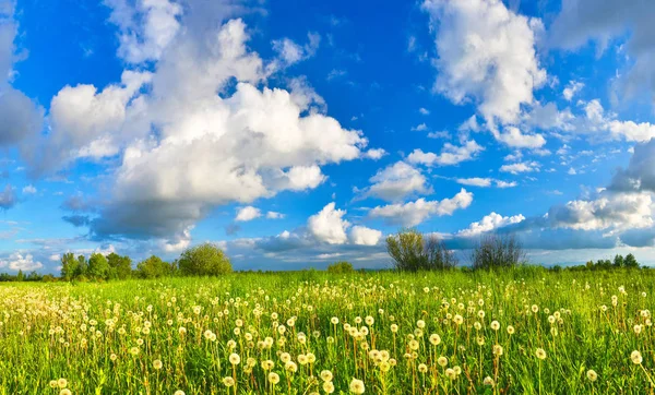 Tarassaco Sul Prato Primaverile — Foto Stock